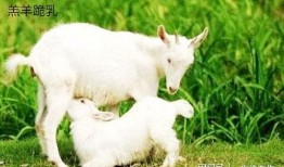 吃瓜网小羊,揭秘娱乐圈幕后故事，带你领略明星真实生活