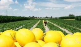 吃蜜瓜的最佳时间,揭秘吃蜜瓜的最佳时光