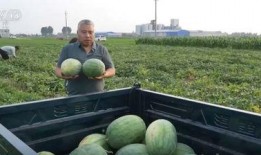 兰州最新吃瓜事件新闻,揭秘背后真相与网络热议