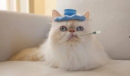 微密猫吃瓜,揭秘娱乐圈幕后故事