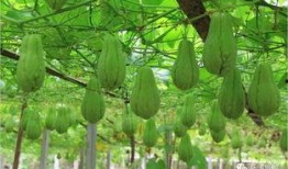 五个毛吃瓜现场,揭秘网络舆论背后的真相与笑料