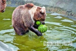 吃瓜的动物配音,揭秘吃瓜动物的趣味配音故事