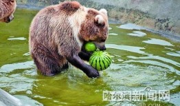 吃瓜的动物配音,揭秘吃瓜动物的趣味配音故事