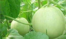 梦见买瓜吃瓜寓意什么,买瓜吃瓜的寓意与象征