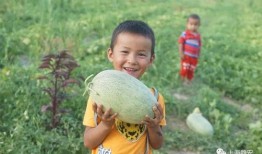 吃瓜吃出甜热热,揭秘“吃瓜”背后的甜蜜诱惑