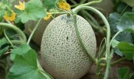 青鱼吃哈密瓜好吗怎么吃,探索健康美味的食用新法