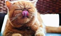 微密猫吃瓜,揭秘娱乐圈幕后故事