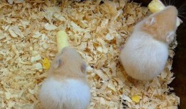 仓鼠吃哈密瓜怎么吃,美味探索与食用指南