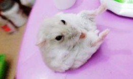 仓鼠吃瓜法,健康美味两不误的宠物饮食新潮流