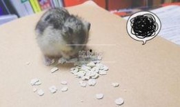 仓鼠吃瓜法,健康美味两不误的宠物饮食新潮流