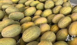 伽师最新吃瓜视频,幕后真相大曝光！