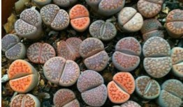 石牛山吃瓜,畅享清凉，品味山野风情