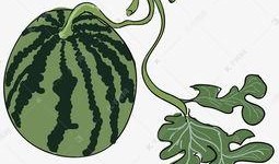 大西瓜吃瓜图片大全,夏日消暑必备美食瞬间