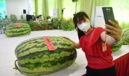 苏州观察吃瓜群众案件,吃瓜群众案件背后的法律思考与舆论引导