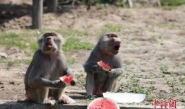 吃瓜的动物配音,揭秘吃瓜动物的趣味配音故事