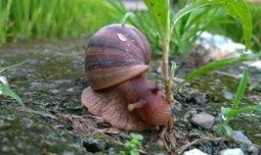 蜗牛吃葫芦瓜视频,一场奇妙的食草冒险