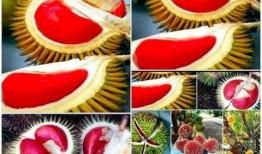 吃内脏新瓜,揭秘吃内脏的全新体验与养生之道