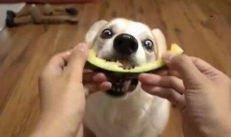 吃瓜天使,网络红人的崛起与影响力