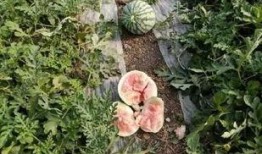 亳州吃瓜,吃瓜也能吃出文化味