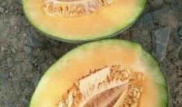 山吃瓜,品味自然馈赠