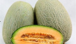 人流13天吃哈密瓜,跟随人流品味甜蜜时光