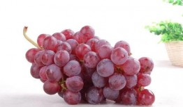 提子视频吃瓜视频,揭秘网络娱乐的甜蜜与辛辣