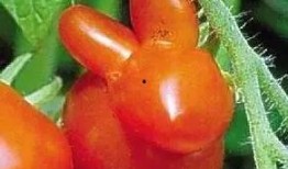 歪瓜怎么吃最好