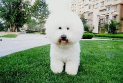 比熊犬可以吃蜜瓜吗,营养与注意事项解析