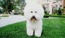 比熊犬可以吃蜜瓜吗,营养与注意事项解析