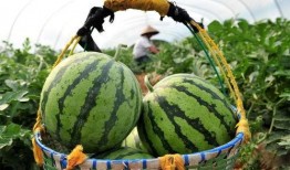 今日有瓜吃吗,揭秘“有瓜吃吗”背后的故事与真相