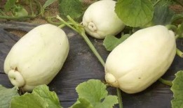 小苏大人吃瓜,揭秘娱乐圈幕后故事