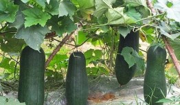 什么瓜没虫吃,揭秘自然界的奇妙生态平衡