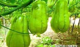 诚实吃瓜38岁,揭秘娱乐圈那些不为人知的真相