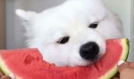 吃瓜天使,网络红人的崛起与影响力