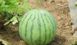 附子瓜老了可以吃吗,附子瓜成熟后的食用价值与注意事项