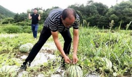 山吃瓜,品味自然馈赠