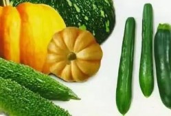 吃瓜左江,一场关于美食与文化的盛宴