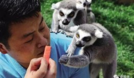 吃瓜的动物配音,揭秘吃瓜动物的趣味配音故事