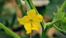 早晨可以吃小乳瓜吗,小乳瓜，早餐新选择