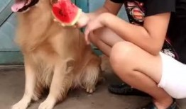 农村吃瓜的狗,悠闲乡村生活的缩影