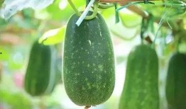 梦见买瓜吃瓜寓意什么,买瓜吃瓜的寓意与象征