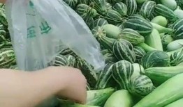 农民吃瓜视频大全,农民吃瓜视频大全趣味盘点