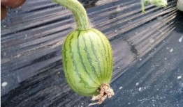 圆形黄色瓜怎么吃,圆形黄色瓜的多样食用指南