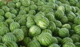 梦见瓜地里吃西瓜,瓜地西瓜盛宴，揭秘梦境中的甜蜜诱惑