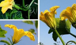 吃鲜瓜,尽享清凉美味时光