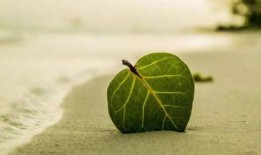 理性吃瓜平台应该怎么做,平台构建与内容管理的策略解析