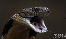 耍蛇人吃瓜,揭秘民间传奇背后的真实故事