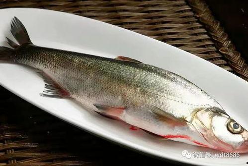 吃活八瓜鱼韩国,探寻吃活八瓜鱼的独特风味