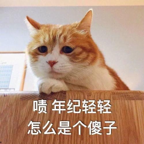 以后别客气 吃瓜,网络热语的流行与社交风向标